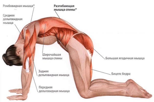 Кошка - одно из самых простых упражнений для растяжки спины