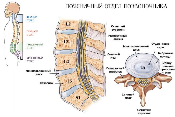 Поясничный отдел позвоночника состоит из пяти массивных позвонков