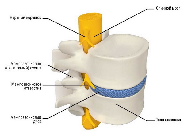 Плавание улучшает подвижность суставов позвонков и укрепляет мышцы спины