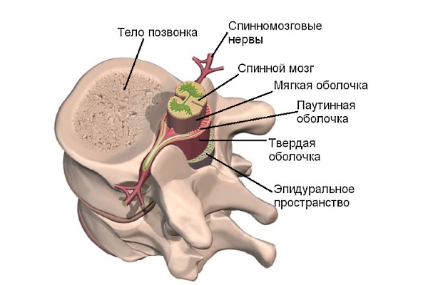 Эпидуральную блокаду выполняют в межпозвоночное пространство
