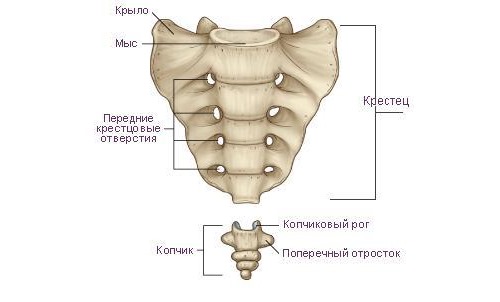 Боль копчика при беременности вполне естественное явление
