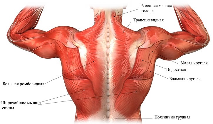 Независимо от заболеваний массировать необходимо только мышцы, не затрагивая позвоночника