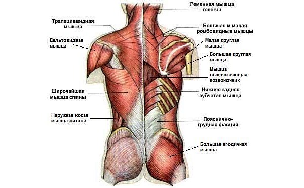 При занятиях с эспандером можно задействовать абсолютно все мышцы спины