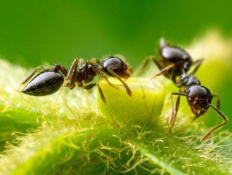 Точных аналогов Муравьиного спирта нет