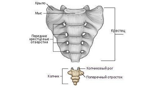 Обычно копчик состоит из 3-4 позвонков