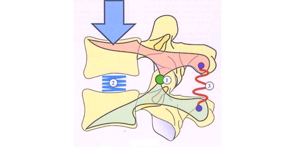 При осевой нагрузке позвоночник испытывает вертикальное давление