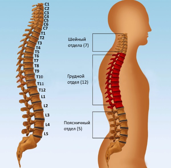 Чаще всего грыжа возникает в диске между позвонками L4 и L5