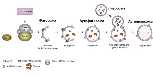 Финалгель блокирует выработку лизосомных ферментов