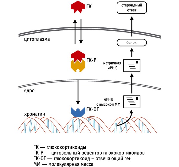 Механизм действия Метипреда основан на активации глюкокортикод-отвечающего гена