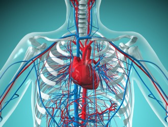 С большой осторожностью назначают Дилаксу при сердечно-сосудистых заболеваниях