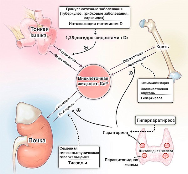 Назначают Бонефос для устранения гиперкальциемии на фоне опухолевых заболеваний
