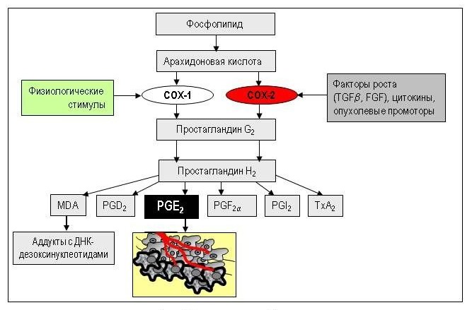Налгезин Форте воздействует на две изоформы циклооксигеназы