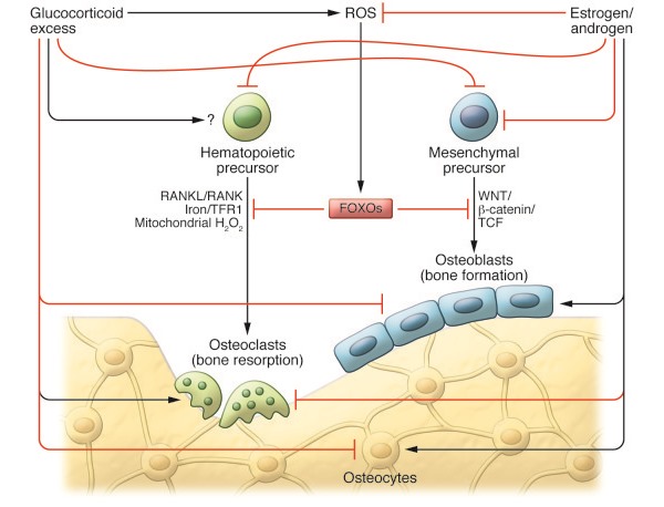 Если от обычной медикаментозной терапии эффекта нет, то назначают стероидные препараты