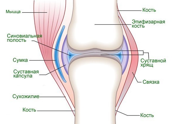 Остенил назначают для улучшения качества внутрисуставной жидкости