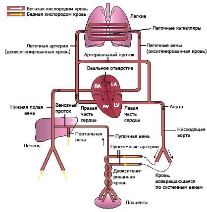 схема кровообращения плода