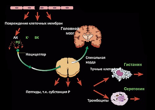 Каффетин помогает снять умеренную боль
