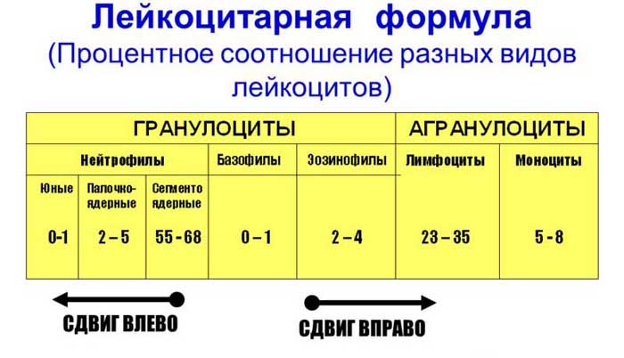 лейкоцитарная формула