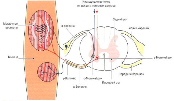 Ардуан применяется для блокировки импульса из нервных волокон в мышечные