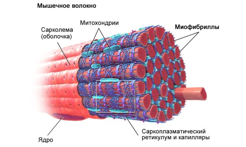 Иногда Финалгон используют для разогрева мышц перед физическими упражнениями