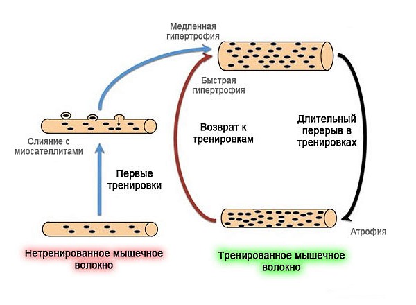 При постоянных тренировках происходит гипертрофия мышц