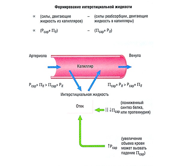 Препарат L-лизина эсцинат оказывает противоотечное действие