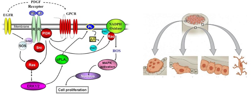 Учёные с помощью фактора роста PDGF-B, предоставляли клеткам необходимые генетические «рекомендации» для построения новой ткани