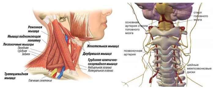 Методика упражнений Шишонина разработана таким образом, чтобы улучшить функционирование всех систем шейного отдела