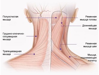 Массаж при невралгии затылка выполняется после устранения болевого синдрома