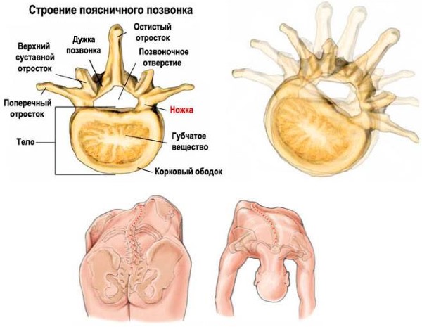 При ротации происходит вращение вокруг своей оси одного или более позвонков