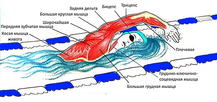 Мышцы, которые работают во время плавания