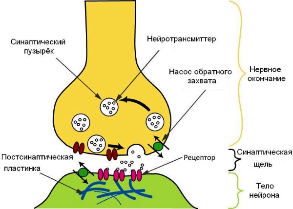Блокировать нервный импульс Листенон начинает спустя 30 секунд после введения