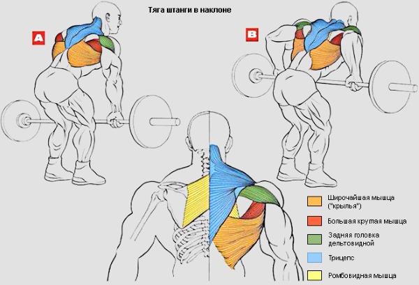 Ниже описана техника выполнения тяги штанги в наклоне