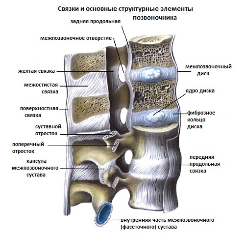 Массаж активирует связки и улучшает кровообращение в тканях спины