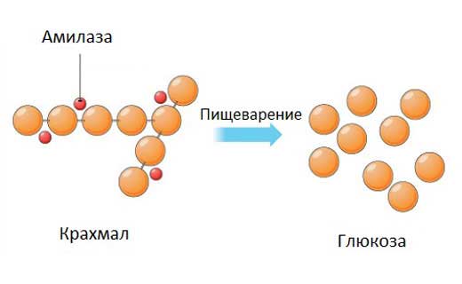 действие амилазы в организме