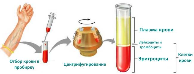 анализ на гематокрит