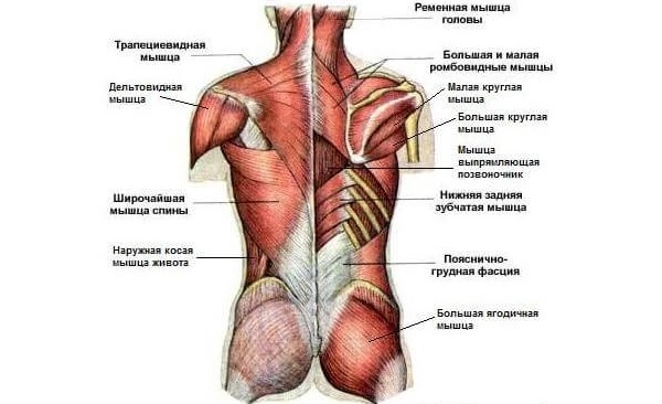 Суть гимнастики заключается в микродвижениях всех мышц спины