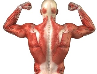 Массаж способствует укреплению позвоночника и мышц, а также устранению спазмов