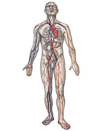 артерии человека