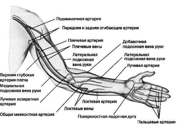 артерии рук