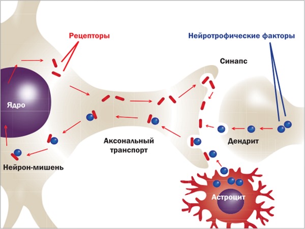 При спинальной амиотрофии назначают препараты для подпитки нервной системы больного