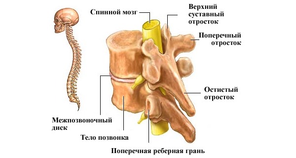 Боль в пояснице появляется, обычно, из-за болезней позвоночника. Ниже приведен список самых распространенных