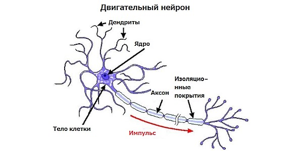 При амиотрофическом боковом склерозе повреждаются нервные клетки, отвечающие за двигательную активность