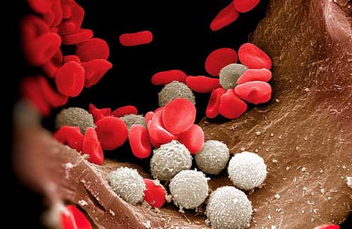 белые клетки крови