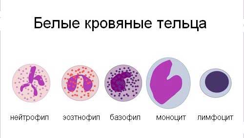 белые кровяные тельца