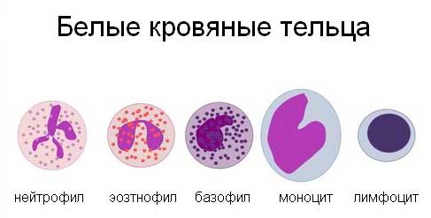 белые кровяные тельца