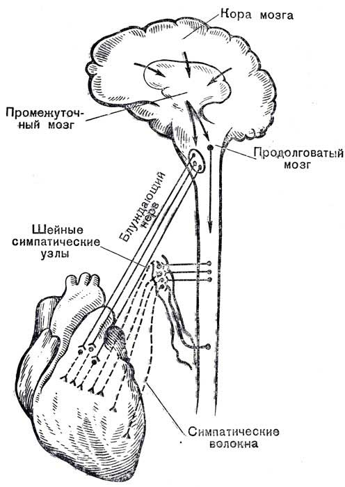 блуждающий нерв