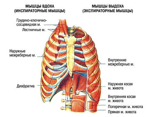 Основная польза от массажа - устранение спазма мышц, который и способствуют зажатию нервов