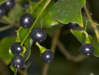 Повышенная чувствительность является противопоказанием к применению средств на основе камфоры