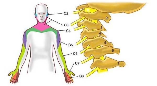В зависимости от пораженного корешка боль будет распространяться с разной интенсивностью и в разных местах