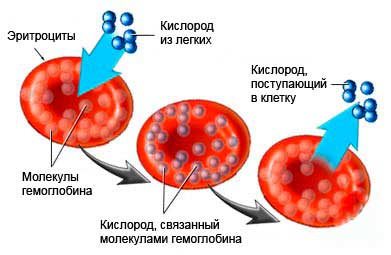 гемоглобин